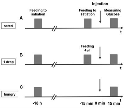 Octopamine Underlies the Counter-Regulatory Response to a Glucose Deficit in Honeybees (Apis mellifera)
